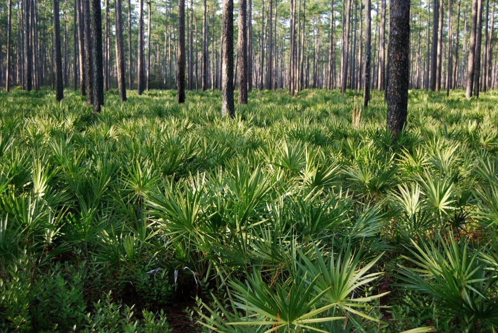 Pinus_palustris_forest,_Osceola_National_Forest