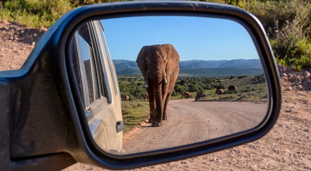 An elephant is shown in the side mirror of a car.