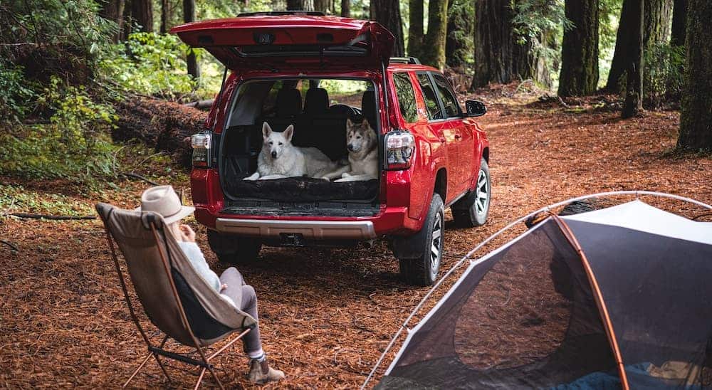 A red 2021 Toyota 4Runner TRD is shown from the rear with two dogs laying down in the cargo area.