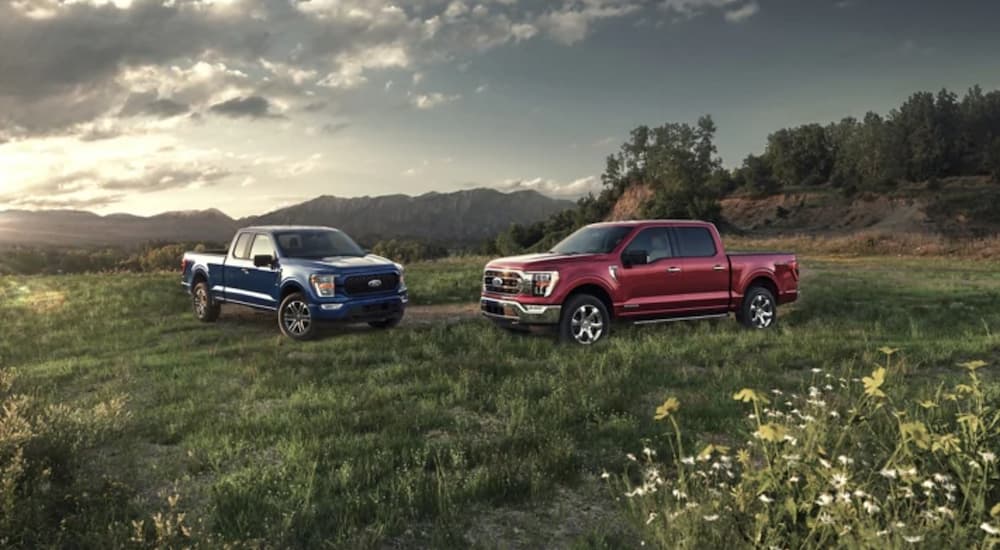 A red and blue 2021 Ford F-150 are parked in a grassy field in front of trees.