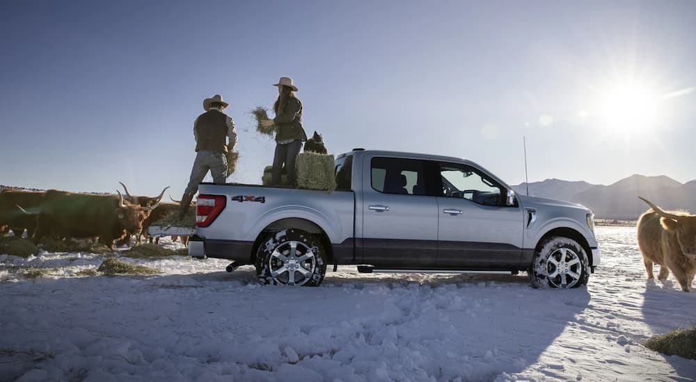 A white 2021 Ford F-150 is parked in a snowy field with two farmers in the back.