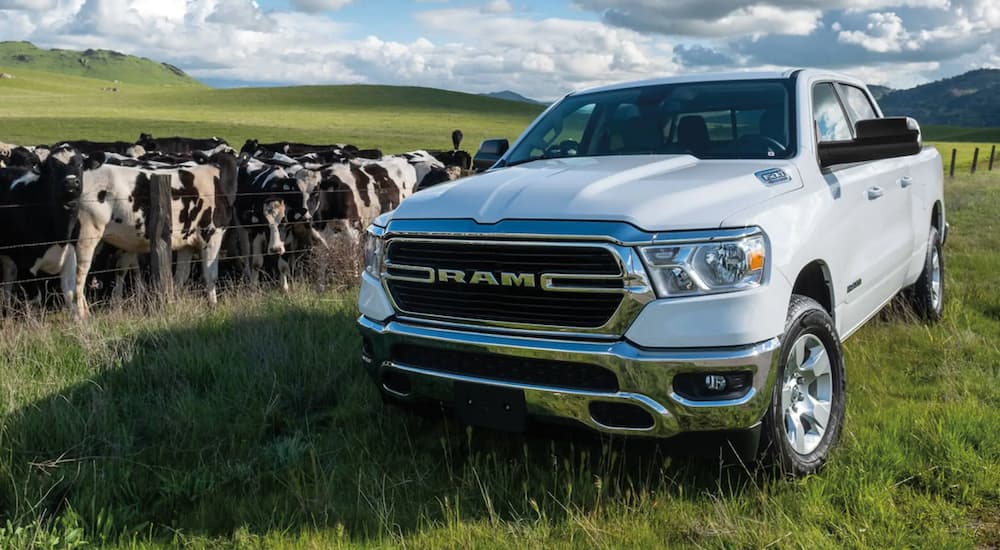 A white 2021 Ram 1500 is shown parked in a field next to cows.