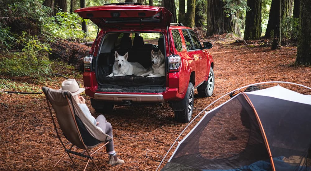 A red 2022 Toyota 4Runner TRD Off-Road is shown at a campsite with dogs in the cargo area.