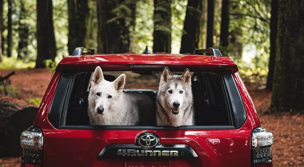 Two white dogs are shown from the rear window in a red 2022 Toyota 4Runner TRD from the rear. 