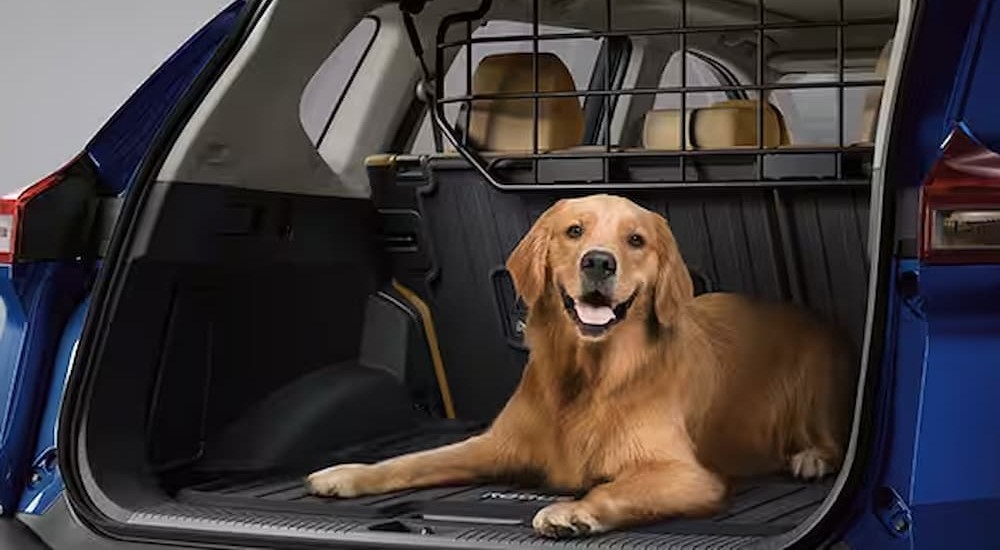A dog is shown in the cargo space of a blue 2023 Nissan Rogue.